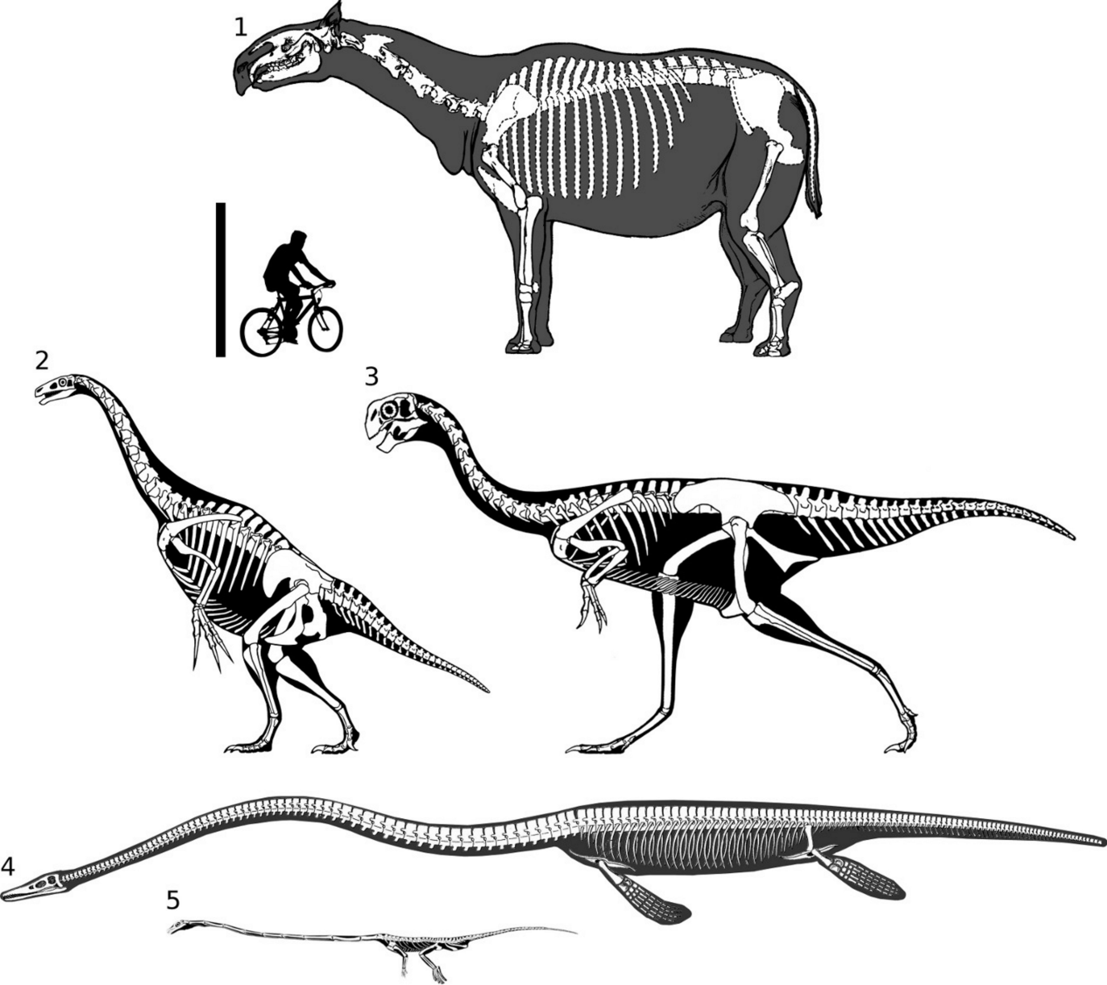 Why sauropods had long necks; and why giraffes have short necks [PeerJ]