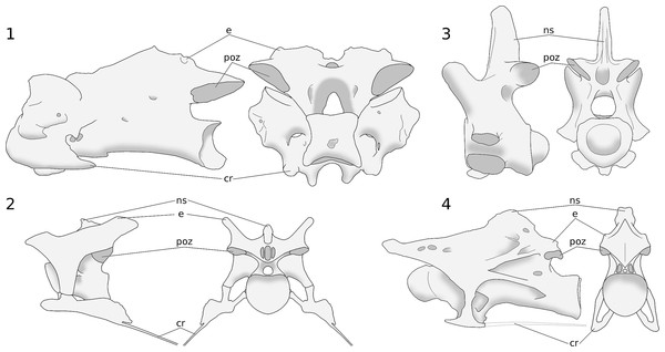 Basic cervical vertebral architecture in archosaurs.