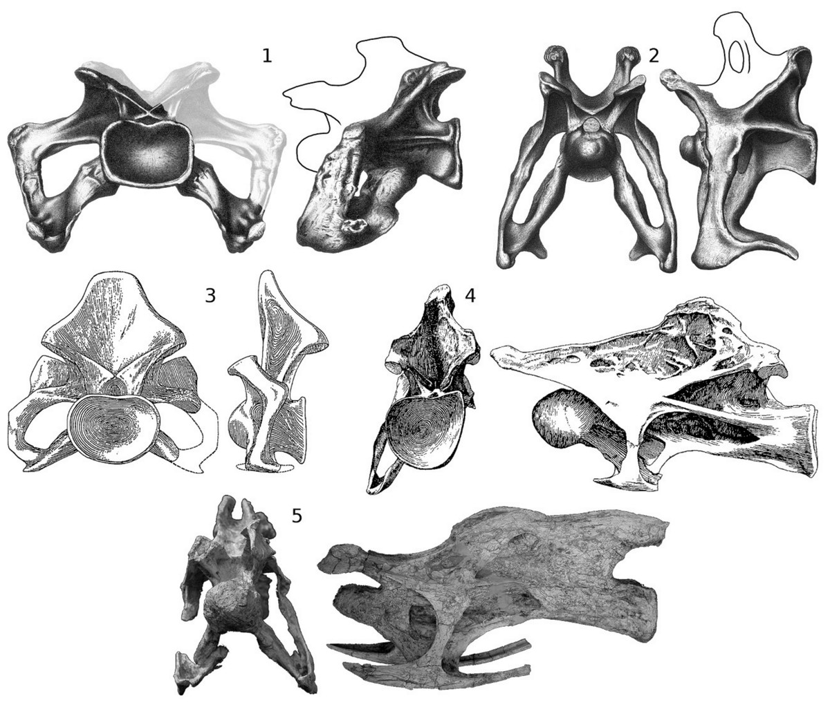 299 Pterodactyloidea Images, Stock Photos, 3D objects, & Vectors