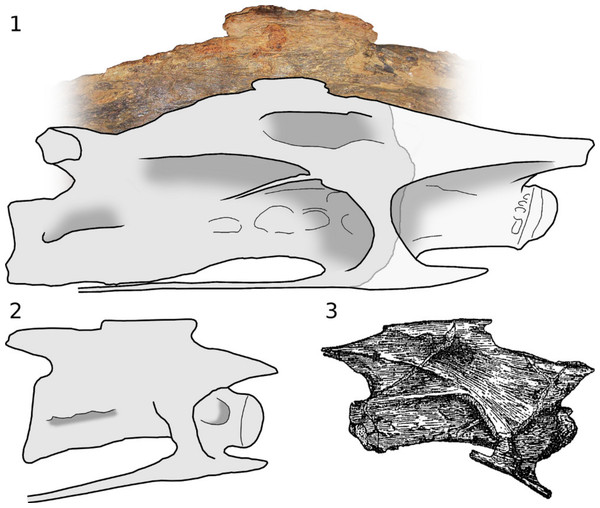 Sauropod cervical vertebrae showing anteriorly and posteriorly directed spurs projecting from neurapophyses.