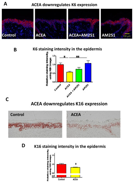 The CB1 specific agonist, ACEA significantly inhibits K6 and K16 expression in situ.