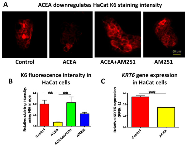 The CB1 specific agonist, ACEA significantly inhibits K6 expression in cultured HaCaT cells.