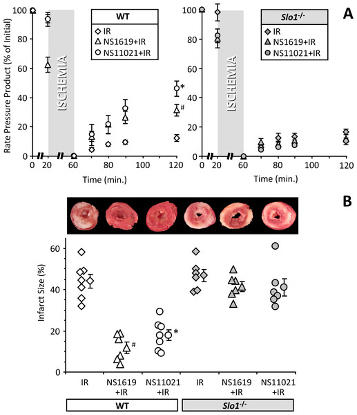 SLO1 dependent protection of perfused mouse heart against ischemia-reperfusion (IR) injury.