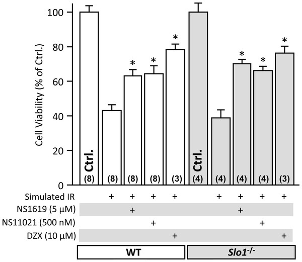 SLO1 independent protection of adult mouse cardiomyocytes against simulated ischemia-reperfusion (IR) injury.