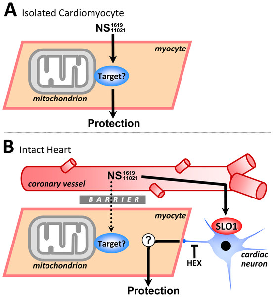 Working model of SLO1 (in)dependent mechanisms of action in NS1619/NS11021 cardioprotection.