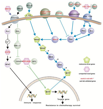 A new 12-gene diagnostic biomarker signature of melanoma revealed by ...