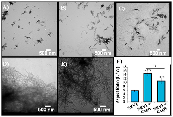 Curli nucleation produces longer SEVI fibers.