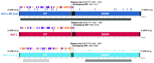Comparison of the genomic architecture of the newly discovered Scheffersomyces segobiensis virus L [SsV L] (in red) that uses a modified nuclear genetic code with those of related totiviruses (Saccharyomyces cerevisiae virus L-BC(La) [ScV L-BC (La)] and Saccharomyces cerevisiae virus L-A [ScV L-A]) that use the standard genetic code.