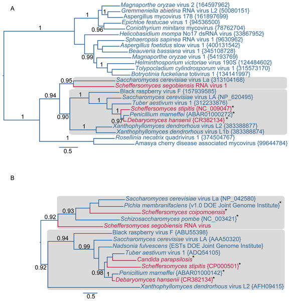 Evolutionary relationships of exogenous and endogenous totiviruses showing the derived and non-monophyletic positions of viruses and paleoviruses from CTG yeast (in red).