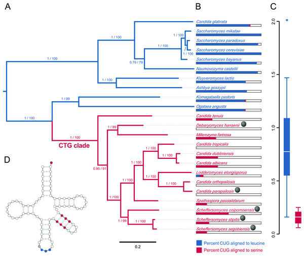 Evidence that the viral host, Scheffersomyces segobiensis, uses the modified genetic code of the “CTG” clade.