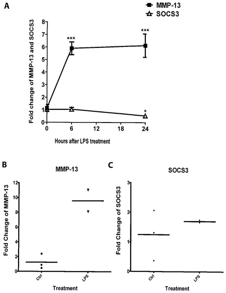 LPS induces expression of MMP-13 and SOCS3 in MC3T3-E1 cells and primary calvarial osteoblasts.
