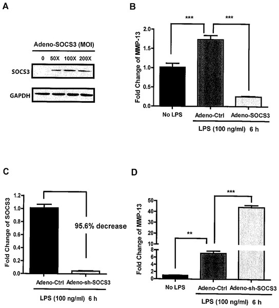 Critical role of SOCS3 in regulating LPS-induced MMP-13 gene expression in MC3T3-E1 cells.