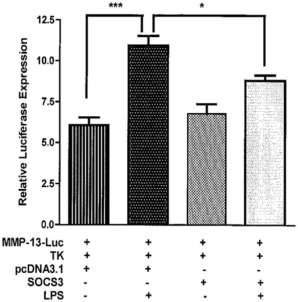 SOCS3 inhibits the activities of MMP-13 promoter-luciferase induced by LPS.