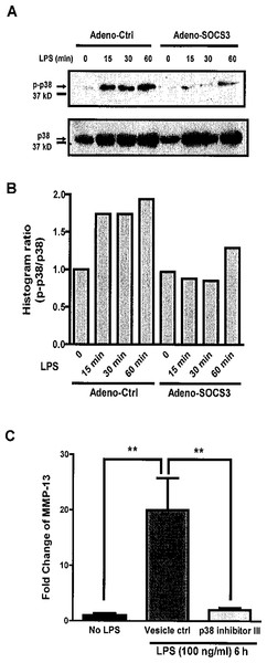 SOCS3 inhibits LPS-induced MMP-13 expression through p38 MAP Kinase pathway in MC3T3-E1 cells.
