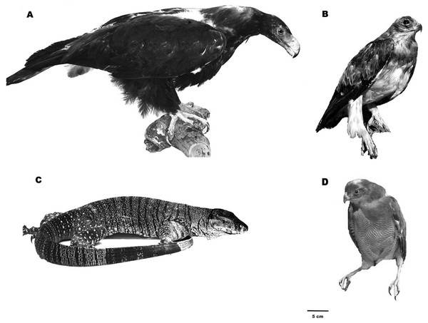 Images of the taxidermic models presented.