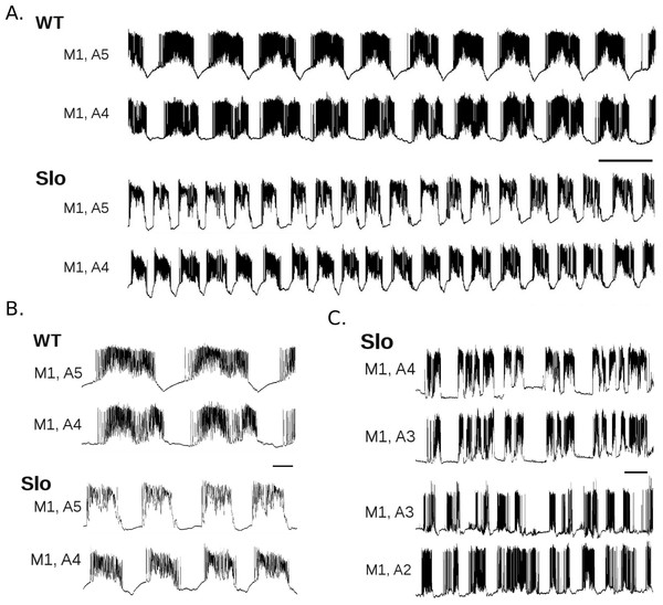 slo1 mutant larvae display altered rhythmic motor output.