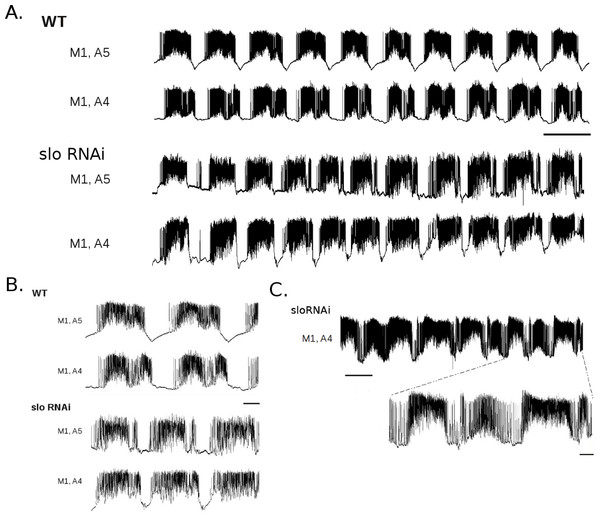 slo RNAi larvae show altered rhythmic motor output.
