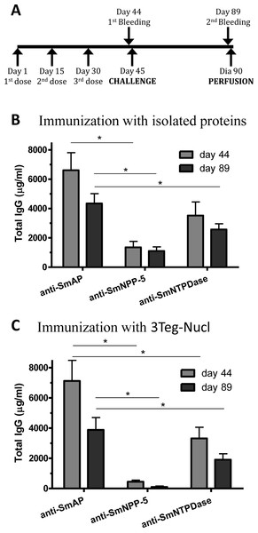 Standard immunization schedule and total IgG levels induced by immunization with tegument nucleotidases.