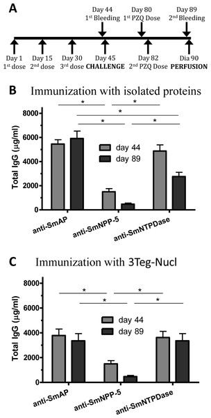 Schedule for immunization with tegument nucleotidases associated with praziquantel subcurative treatment and induction of total IgG.