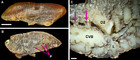 Pulmonary anatomy in the Nile crocodile and the evolution of ...