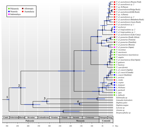 Time calibrated phylogeny of 38 notostracan species and seven branchiopod outgroups.