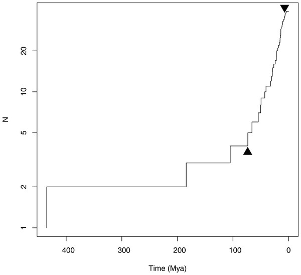 Diversification of Notostraca through time.