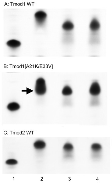 Complex formation between Tmods and TM peptides detected by shift in native gel-electrophoresis.