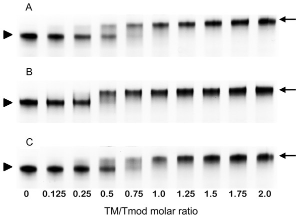Titration of Tmod2 by TM peptides αTM1bzip (A), γTM1bzip (B) and δTM1bzip (C).