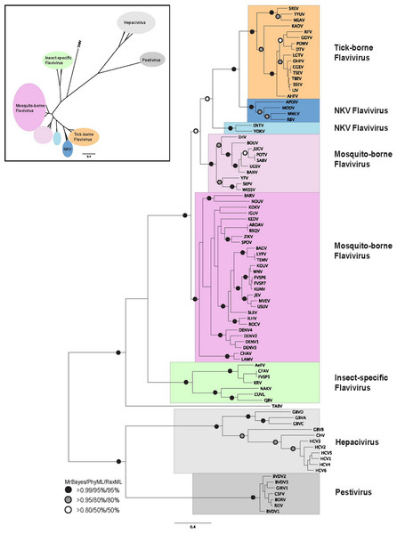 Phylogenetic reconstruction of flaviviridae NS3 protein sequences.