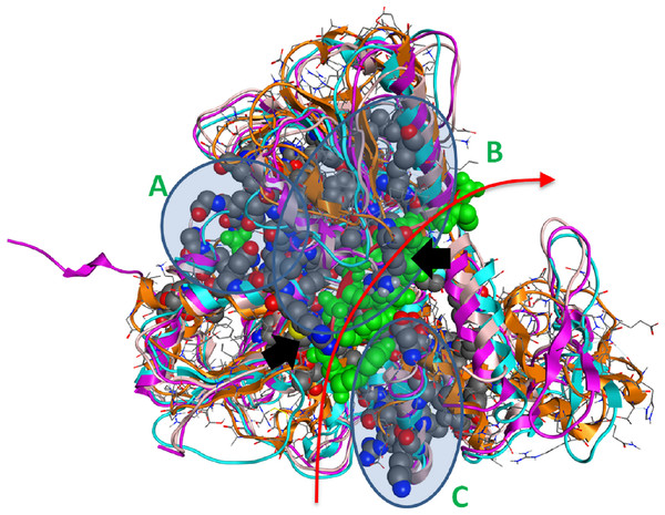 The 3D structure of HCV helicase showing all conserved amino acid groups highlighted in Fig. 3 in all four helicase X-ray structures.