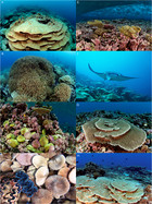 Benthic communities at two remote Pacific coral reefs: effects of reef ...