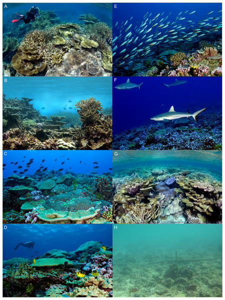 Reef habitats at Palmyra Atoll.