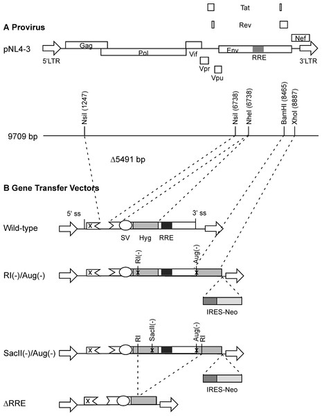 Schematic representation of HIV-1 provirus and RRE-deleting HIV-1 vectors.