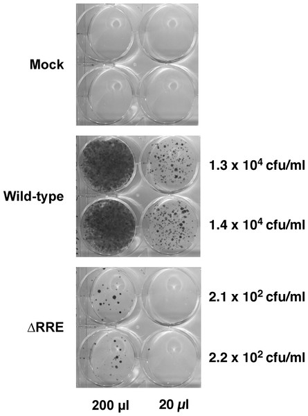 A vector lacking RRE is severely crippled for transduction into HeLa cells.