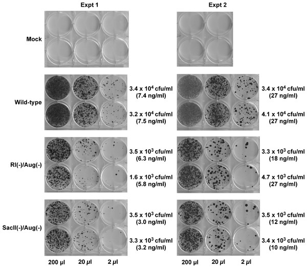 Reconstitution of functional Hyg gene during transduction of HeLa cells with RRE-deleting HIV-1 vectors.