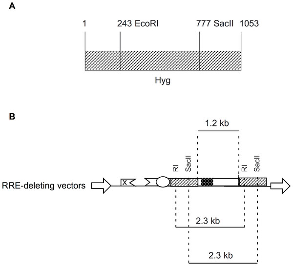 Schematic showing location of restriction enzyme sites in the context of Hyg sequence and the RRE-deleting vectors.