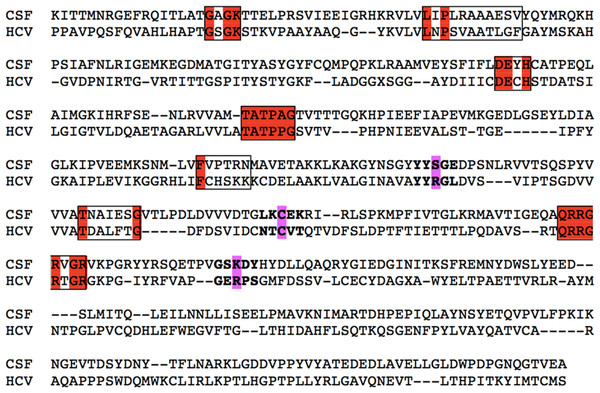 Primary sequence alignment of CSVF against the HCV template (RCSB entry: 1A1V).