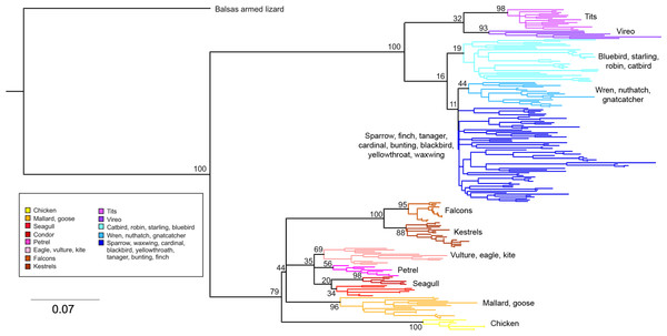 Neighbor-joining tree of the passerine MHC class I sequences (exon 3) here isolated plus additional exon 3 sequences isolated in other avian species.