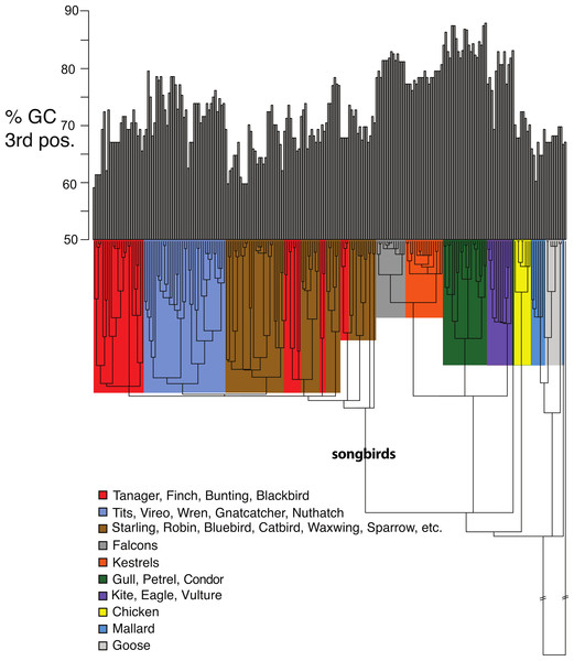 Base compositional variation in the 3rd codon position of avian class I MHC genes (exon 3).
