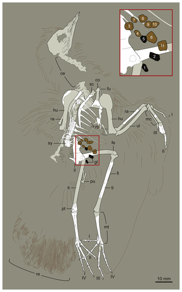 Interpretive drawing of DNHM D2945.