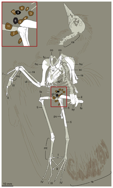 Interpretive drawing of DNHM D2946.