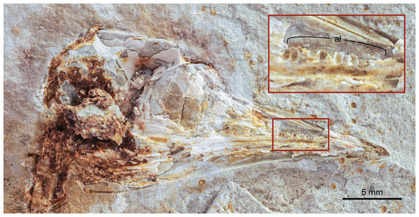 Close up photograph of the skull of DNHM D2945 in right lateral view and detail (inset) of the central portion of its maxilla.