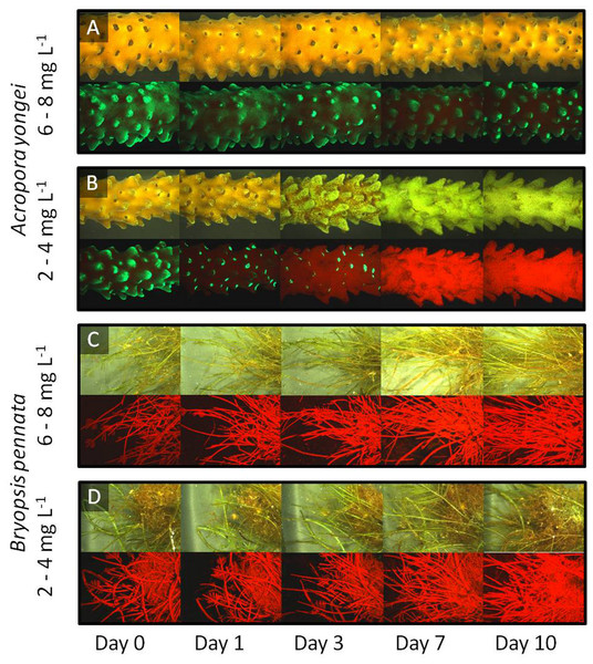 Fluorescence timeline.