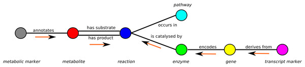 Schema of the metabolic network representation in MarVis-Graph.