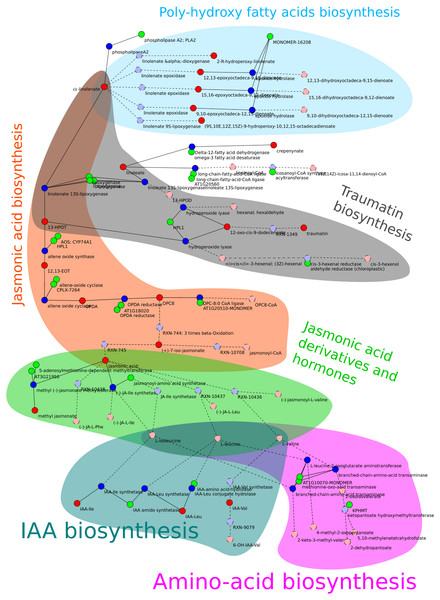 Schema of the allene-oxide cyclase sub-network.