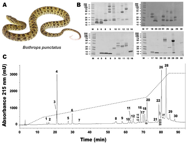 Separation of Bothrops punctatus (A) venom proteins by RP-HPLC (C) and SDS-PAGE (B).