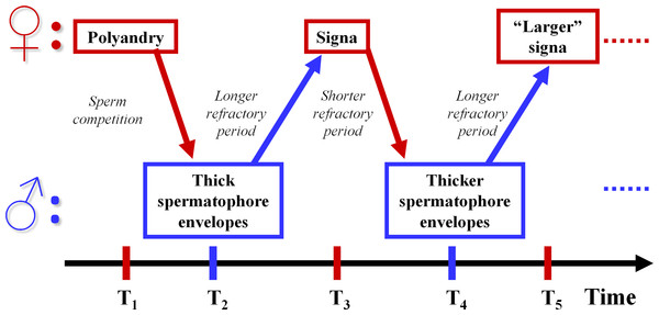 Sexually antagonistic coevolution hypothesis of the evolution of spermatophore envelope thickness and signa in Lepidoptera.