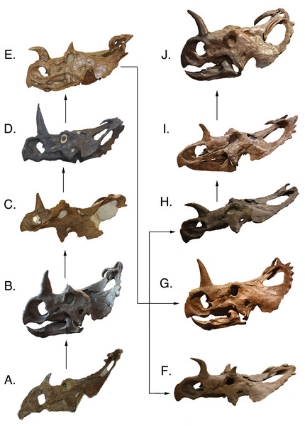 Complete skulls in lateral view arranged in ontogenetic order from the relatively least mature to the relatively most mature specimens, based on the reduced multistate tree.