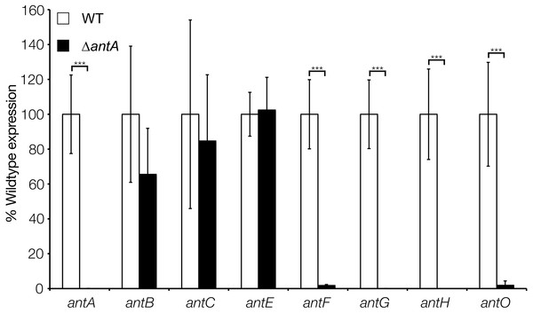 σAntA activates transcription of the antFG and antHIJKLMNO operons.