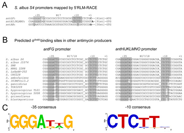 Identification of σAntA promoter motifs.